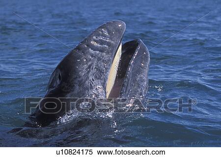 Stock Photography - California Gray Whale (Eschrichtius robustus) calf head-lunging (note light coloured baleen). San Ignacio Lagoon, Baja California Sur, Mexico.. Fotosearch
