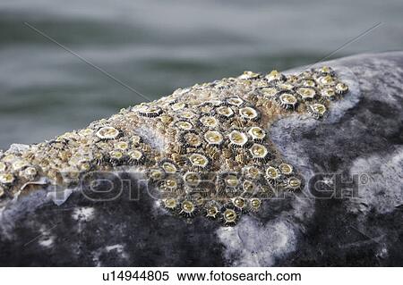 Stock Photography - California Gray Whale (Eschrichtius robustus) Adult surfacing (note barnacles and whale lice) in the calm waters of Magdalena Bay, Baja California Sur, Mexico.. Fotosearch