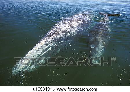 Stock Photography - California Gray Whale (Eschrichtius robustus) Mother and calf in the calm waters of San Ignacio Lagoon, Baja, Mexico.. Fotosearch