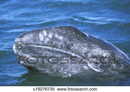 Stock Photography - California Gray Whale (Eschrichtius robustus) curious calf spy-hopping in San Ignacio Lagoon, Baja, Mexico.. Fotosearch