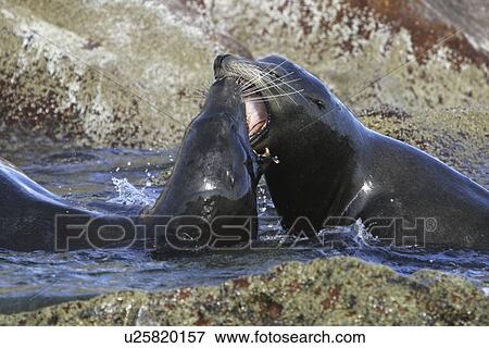 California Sea Lion bulls (Zalophus californianus) Two young bulls mock-fighting. Gulf of California (Sea of Cortez), Mexico. View Large Photo Image Stock Photo - California Sea Lion bulls (Zalophus californianus) Two young bulls mock-fighting. Gulf of California (Sea of Cortez), Mexico.. Fotosearch