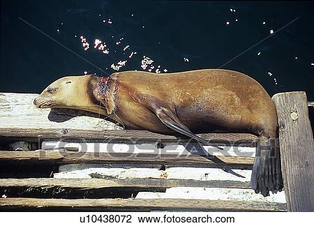 California sea lion, (Zalophus californianus), with net cutting into neck, example of the dangers of marine pollution, Monterey Bay, California, USA View Large Photo Image Stock Image - California sea lion, (Zalophus californianus), with net cutting into neck, example of the dangers of marine pollution, Monterey Bay, California, USA. Fotosearch