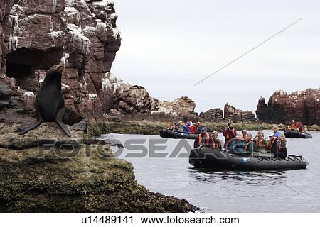 Stock Image - California Sea Lion (Zalophus californianus) with watchers on boat. Los Islotes in the Gulf of California (Sea of Cortez), Mexico.. Fotosearch