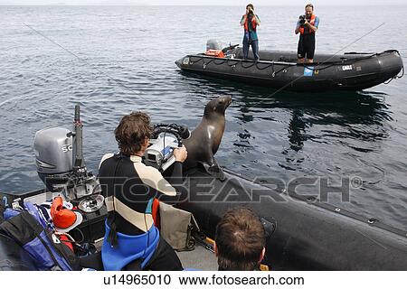 California Sea Lion (Zalophus californianus) hauled out on a Zodiac surrounded by snorkelers. Gulf of California (Sea of Cortez), Mexico. View Large Photo Image Stock Image - California Sea Lion (Zalophus californianus) hauled out on a Zodiac surrounded by snorkelers. Gulf of California (Sea of Cortez), Mexico.. Fotosearch