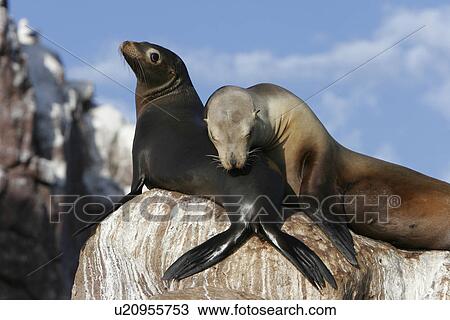 Stock Image - California Sea Lion (Zalophus californianus) mother and pup hauled out at Los Islotes in the Gulf of California (Sea of Cortez), Mexico.. Fotosearch