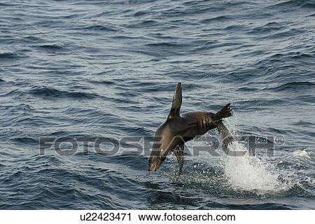 California sea lion (Zalophus californianus) high leap. National marine sanctuary, Monterey bay, California Pacific ocean, USA. View Large Photo Image Stock Image - California sea lion (Zalophus californianus) high leap. National marine sanctuary, Monterey bay, California Pacific ocean, USA.. Fotosearch