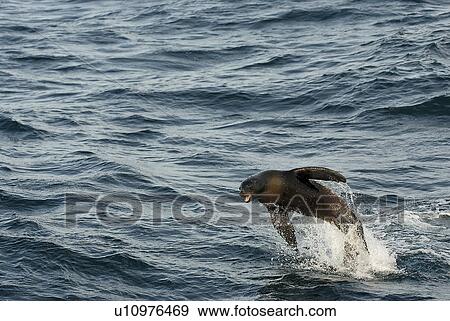 California sea lion (Zalophus californianus) high leap, Monterey Bay, California, USA, Pacific Ocean, National Marine Sanctuary View Large Photo Image Stock Photo - California sea lion (Zalophus californianus) high leap, Monterey Bay, California, USA, Pacific Ocean, National Marine Sanctuary. Fotosearch
