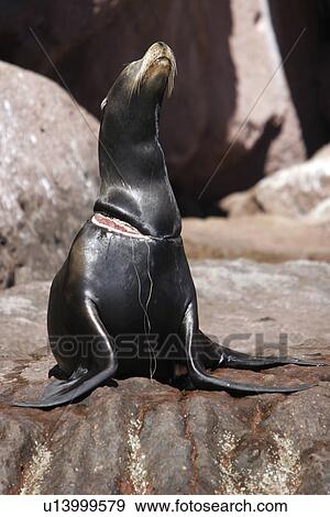 California Sea Lion (Zalophus californianus) young with monofilament fishing line caught around its neck (notice open wound caused by line). Los Islotes in the Gulf of California (Sea of Cortez), Mexico. View Large Photo Image Stock Photo - California Sea Lion (Zalophus californianus) young with monofilament fishing line caught around its neck (notice open wound caused by line). Los Islotes in the Gulf of California (Sea of Cortez), Mexico.. Fotosearch