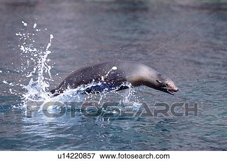California Sea lion (Zalophus californianus) young porpoising. Northern Gulf of California, Mexico. View Large Photo Image Stock Photo - California Sea lion (Zalophus californianus) young porpoising. Northern Gulf of California, Mexico.. Fotosearch