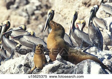 California Sea Lion (Zalophus californianus) Mother and pup hauled out among Brown Pelicans (Pelecanus occidentalis) on Isla San Pedro Martir in the Gulf of California (Sea of Cortez), Mexico. View Large Photo Image Stock Photography - California Sea Lion (Zalophus californianus) Mother and pup hauled out among Brown Pelicans (Pelecanus occidentalis) on Isla San Pedro Martir in the Gulf of California (Sea of Cortez), Mexico.. Fotosearch
