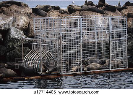 California sea lion (Zalophus californianus) trap made by researchers to catch large sealions and injured sealions. National marine sanctuary, Monterey bay, California Pacific ocean, USA. View Large Photo Image Stock Photography - California sea lion (Zalophus californianus) trap made by researchers to catch large sealions and injured sealions. National marine sanctuary, Monterey bay, California Pacific ocean, USA.. Fotosearch
