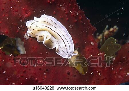 Candy striped flat worm (Prosthecereus vittatus) feeding off red kelp. UK. View Large Photo Image Stock Photo - Candy striped flat worm (Prosthecereus vittatus) feeding off red kelp. UK.. Fotosearch