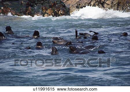 Cape fur seals (Arctocephalus pusillus) at Dyer Island colony, resting and socialising in the water close to Dyer Island, South Africa. View Large Photo Image Stock Photography - Cape fur seals (Arctocephalus pusillus) at Dyer Island colony, resting and socialising in the water close to Dyer Island, South Africa. . Fotosearch