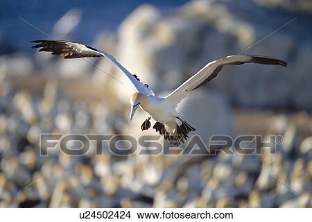 Cape gannet {Morus capensis} flying over colony to locate nest, Bird island, Lamberts bay, South Africa View Large Photo Image Picture - Cape gannet {Morus capensis} flying over colony to locate nest, Bird island, Lamberts bay, South Africa. Fotosearch
