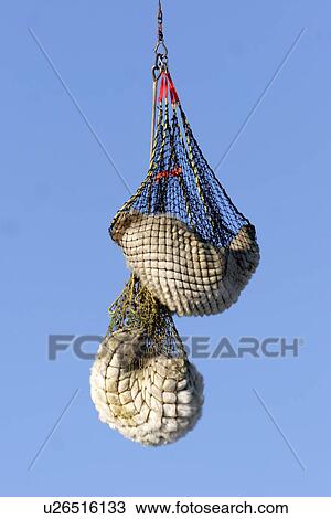 Stock Image - Captured Polar Bears (Ursus maritimus) being readied for helicopter transport near Churchill, Manitoba, Canada.. Fotosearch