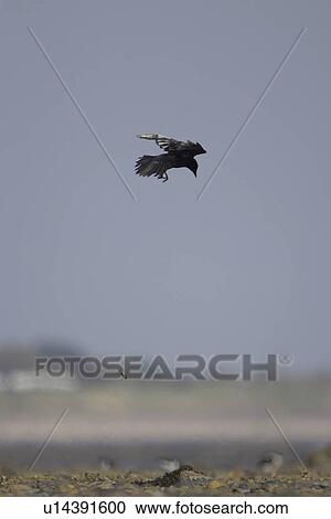 Stock Image - Carrion Crow (Corvus corone corone) in flight dropping Mussel (Mytilus edulis) onto ground to break it up and to feed. Angus, Scotland, UK. Fotosearch