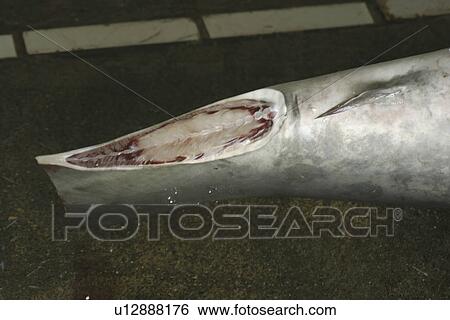 Caudal peduncle of thresher shark, Alopias sp., showing finning scar, Nanfang'ao fish market, Suao, Taipei, Taiwan (Republic of China) View Large Photo Image Stock Photograph - Caudal peduncle of thresher shark, Alopias sp., showing finning scar, Nanfang'ao fish market, Suao, Taipei, Taiwan (Republic of China). Fotosearch