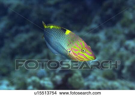 Picture - Checkerboard wrasse, Halichoeres hortulanus, Namu atoll, Marshall Islands (N. Pacific). Fotosearch