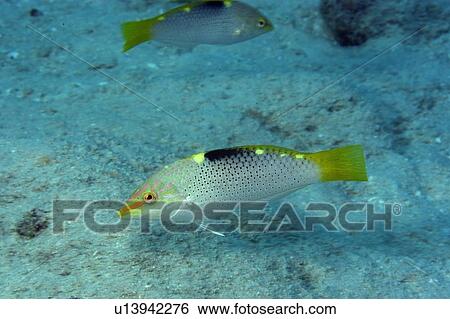Checkerboard wrasse, Halichoeres hortulanus, Rongelap, Marshall Islands, Micronesia View Large Photo Image Stock Photograph - Checkerboard wrasse, Halichoeres hortulanus, Rongelap, Marshall Islands, Micronesia. Fotosearch