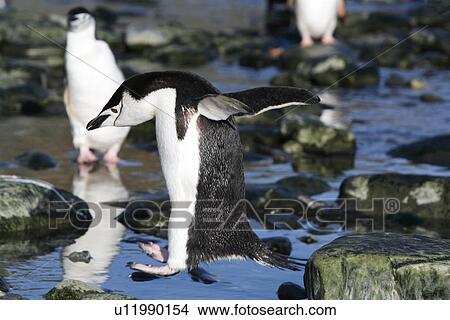 Chinstrap penguin (Pygoscelis Antarctica) hopping from rock to rock after returning from feeding at sea on Elephant Island, Antarctica. View Large Photo Image Picture - Chinstrap penguin (Pygoscelis Antarctica) hopping from rock to rock after returning from feeding at sea on Elephant Island, Antarctica.. Fotosearch