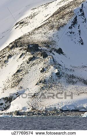 Picture - Chinstrap penguin (Pygoscelis antarctica) colony on Gibb Island in the South Shetland Islands near Elephant Island. There are an estimated over 2 million breeding pairs of chinstrap penguins in the Antarctic peninsula region alone, perhaps as many as 7. 5 . Fotosearch