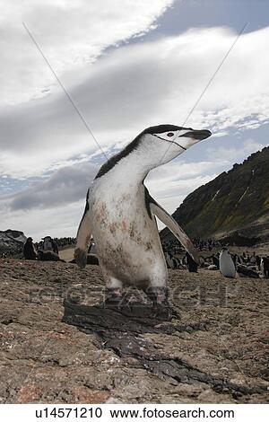Stock Image - Chinstrap penguin (Pygoscelis Antarctica) parent in a huge colony at Baily Head on Deception Island in Bransfield Strait off the Antarctic Peninsula.. Fotosearch