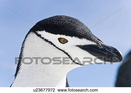 Chinstrap penguin (Pygoscelis antarctica) colony near Point Wild on Elephant Island in the South Shetland Islands. This is where Sir Ernest Shackleton's men stayed for 131 days until rescue on August 30, 1916. There are an estimated 2 million breeding pai View Large Photo Image Stock Image - Chinstrap penguin (Pygoscelis antarctica) colony near Point Wild on Elephant Island in the South Shetland Islands. This is where Sir Ernest Shackleton's men stayed for 131 days until rescue on August 30, 1916. There are an estimated 2 million breeding pai. Fotosearch