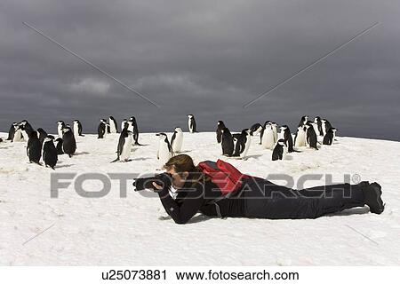 Chinstrap penguin (Pygoscelis antarctica) colony on Bailey Head on Deception Island in the South Shetland Islands near the Antarctic Peninsula. There are an estimated over 2 million breeding pairs of chinstrap penguins in the Antarctic peninsula region al View Large Photo Image Stock Image - Chinstrap penguin (Pygoscelis antarctica) colony on Bailey Head on Deception Island in the South Shetland Islands near the Antarctic Peninsula. There are an estimated over 2 million breeding pairs of chinstrap penguins in the Antarctic peninsula region al. Fotosearch
