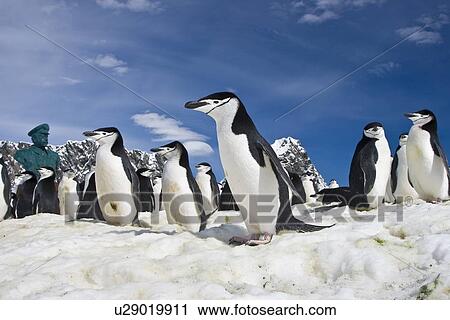 Chinstrap penguin (Pygoscelis antarctica) colony near Point Wild on Elephant Island in the South Shetland Islands. This is where Sir Ernest Shackleton's men stayed for 131 days until rescue on August 30, 1916. There are an estimated 2 million breeding pai View Large Photo Image Stock Image - Chinstrap penguin (Pygoscelis antarctica) colony near Point Wild on Elephant Island in the South Shetland Islands. This is where Sir Ernest Shackleton's men stayed for 131 days until rescue on August 30, 1916. There are an estimated 2 million breeding pai. Fotosearch