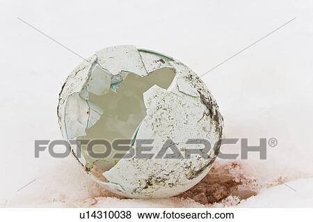 Stock Photo - Chinstrap penguin (Pygoscelis antarctica) eggshell at a breeding colony on Bailey Head on Deception Island in the South Shetland Islands near the Antarctic Peninsula. There are an estimated over 2 million breeding pairs of chinstrap penguins in the Antarc. Fotosearch