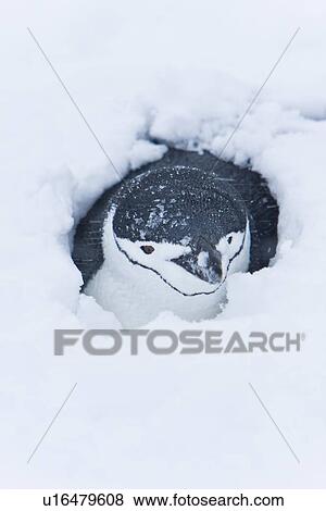 Chinstrap penguin (Pygoscelis antarctica) buried in snow at breeding colony in a snowstorm on Half Moon Island near Livingston Island in the South Shetland Islands near the Antarctic Peninsula. There are an estimated 2 million plus breeding pairs of chins View Large Photo Image Stock Photo - Chinstrap penguin (Pygoscelis antarctica) buried in snow at breeding colony in a snowstorm on Half Moon Island near Livingston Island in the South Shetland Islands near the Antarctic Peninsula. There are an estimated 2 million plus breeding pairs of chins. Fotosearch