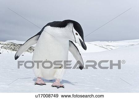 Chinstrap penguin (Pygoscelis antarctica) colony on Bailey Head on Deception Island in the South Shetland Islands near the Antarctic Peninsula. There are an estimated over 2 million breeding pairs of chinstrap penguins in the Antarctic peninsula region al View Large Photo Image Stock Photo - Chinstrap penguin (Pygoscelis antarctica) colony on Bailey Head on Deception Island in the South Shetland Islands near the Antarctic Peninsula. There are an estimated over 2 million breeding pairs of chinstrap penguins in the Antarctic peninsula region al. Fotosearch