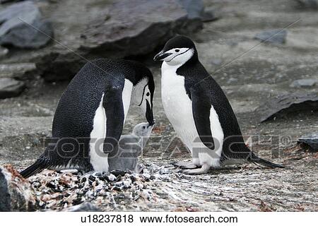 Stock Photo - Chinstrap penguin (Pygoscelis Antarctica) parents with downy chick on Deception Island, Antarctic Peninsula.. Fotosearch