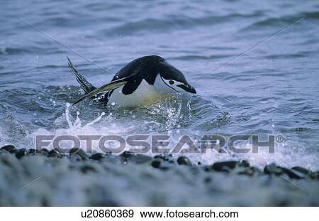 Chinstrap Penguin (Pygoscelis Antarcticus) jumping out of water. Hannah Point, Livingston Island, Antarctic Peninsula, Antarctica. View Large Photo Image Stock Photo - Chinstrap Penguin (Pygoscelis Antarcticus) jumping out of water. Hannah Point, Livingston Island, Antarctic Peninsula, Antarctica.. Fotosearch