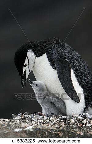 Stock Photography - Chinstrap penguin (Pygoscelis Antarctica) parent with downy chick on Deception Island, Antarctic Peninsula.. Fotosearch