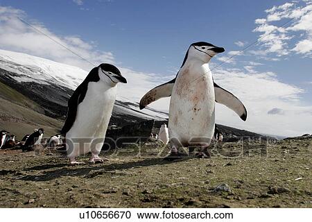 Chinstrap penguins (Pygoscelis Antarctica) in a huge colony at Baily Head on Deception Island in Bransfield Strait off the Antarctic Peninsula. View Large Photo Image Stock Image - Chinstrap penguins (Pygoscelis Antarctica) in a huge colony at Baily Head on Deception Island in Bransfield Strait off the Antarctic Peninsula.. Fotosearch