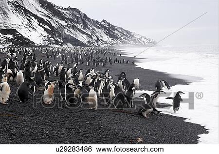 Stock Photograph - Chinstrap penguins (Pygoscelis Antarctica) on beach, near largest Chinstrap colony known, Deception Island, Antarctic Peninsula. Fotosearch