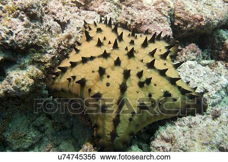 Stock Photograph - Chocolate Chip Star ( Nidorellia armata). Galapagos, Pacific Ocean. Fotosearch