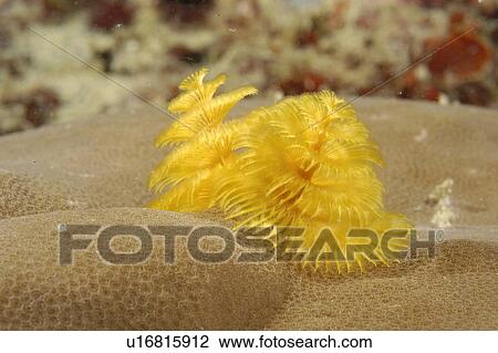 Christmas Tree Worm (Spirobranchus sp). Borneo, Malaysia View Large Photo Image Stock Image - Christmas Tree Worm (Spirobranchus sp). Borneo, Malaysia. Fotosearch