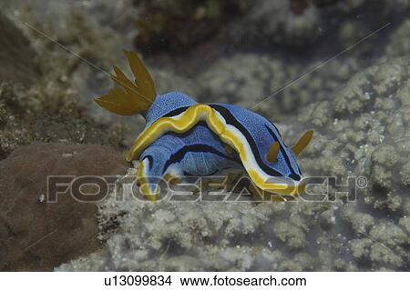 Picture - (Chromodoris annae) Nudibranch with brilliant blue and yellow skirt and orange tentacles, Mabul, Borneo, Malaysia, South China Sea. Fotosearch