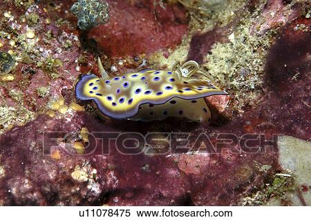 (Chromodoris kuniei) Nidibranch with superb colour markings of purple spots on a cream mantle with purple trim and orange gills, Mabul, Borneo, Malaysia, South China Sea View Large Photo Image Stock Photography - (Chromodoris kuniei) Nidibranch with superb colour markings of purple spots on a cream mantle with purple trim and orange gills, Mabul, Borneo, Malaysia, South China Sea. Fotosearch