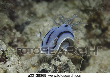 (chromodoris willani) nudibranch with pale blue with dark blue stripes and blue freckled gills, Mabul, Borneo, Malaysia, South China Sea View Large Photo Image Stock Photo - (chromodoris willani) nudibranch with pale blue with dark blue stripes and blue freckled gills, Mabul, Borneo, Malaysia, South China Sea. Fotosearch