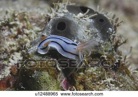 Stock Photography - (Chromodosis lochi), lovely small colourful nudibranch on algae, Tahiti, French Polynesia. Fotosearch