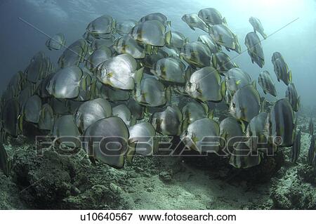 Circular Spadefish/Batfish (Platax orbicularis) Shoal. Barracuda Point, Sipadan Island, Borneo, Malaysia View Large Photo Image Stock Photo - Circular Spadefish/Batfish (Platax orbicularis) Shoal. Barracuda Point, Sipadan Island, Borneo, Malaysia. Fotosearch