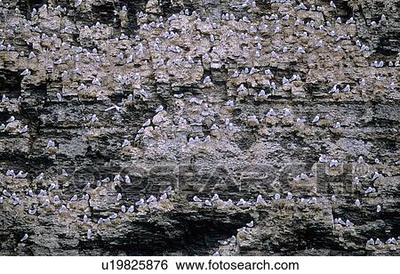 Stock Photograph - Cliff zone occupied by nesting Kittiwakes (Rissa tridactyla). Freemansundet, Svalbard.. Fotosearch