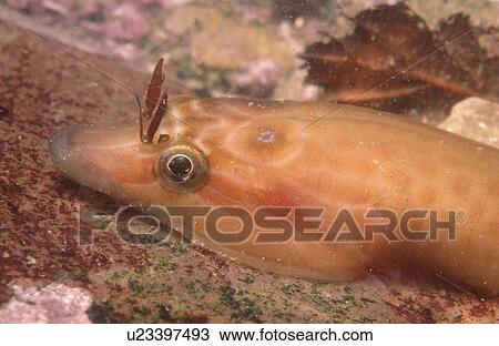Clingfish. UK View Large Photo Image Stock Image - Clingfish. UK. Fotosearch