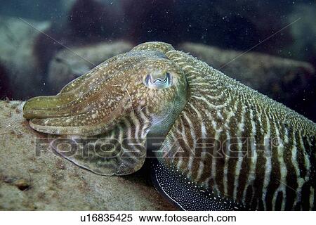 Close up of a cuttlefish. UK View Large Photo Image Stock Photography - Close up of a cuttlefish. UK. Fotosearch