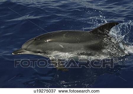 Close up of Atlantic Spotted dolphin, Stenella frontalis, in the Azores, notice the shoulder blaze View Large Photo Image Stock Photo - Close up of Atlantic Spotted dolphin, Stenella frontalis, in the Azores, notice the shoulder blaze. Fotosearch