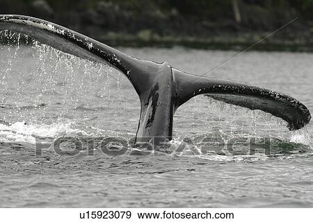 Close up of fluke-up dive from adult humpback whale (Megaptera novaeangliae) cooperatively bubble-net feeding in Freshwater Bay on Chichagof Island in Southeast Alaska, USA. Pacific Ocean. This event lasted over three hours with as many as 16 whales and a View Large Photo Image Stock Photo - Close up of fluke-up dive from adult humpback whale (Megaptera novaeangliae) cooperatively bubble-net feeding in Freshwater Bay on Chichagof Island in Southeast Alaska, USA. Pacific Ocean. This event lasted over three hours with as many as 16 whales and a. Fotosearch