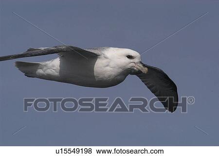 Close up of flying Fulmar (Fulmarus glacialis) West of Shetland, Scotland View Large Photo Image Stock Photo - Close up of flying Fulmar (Fulmarus glacialis) West of Shetland, Scotland. Fotosearch